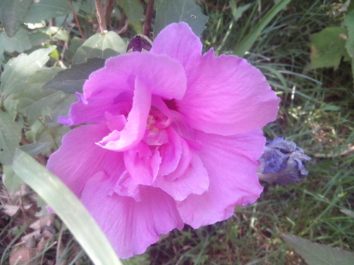 new folder 2 1078 - hibiscusi de gradina