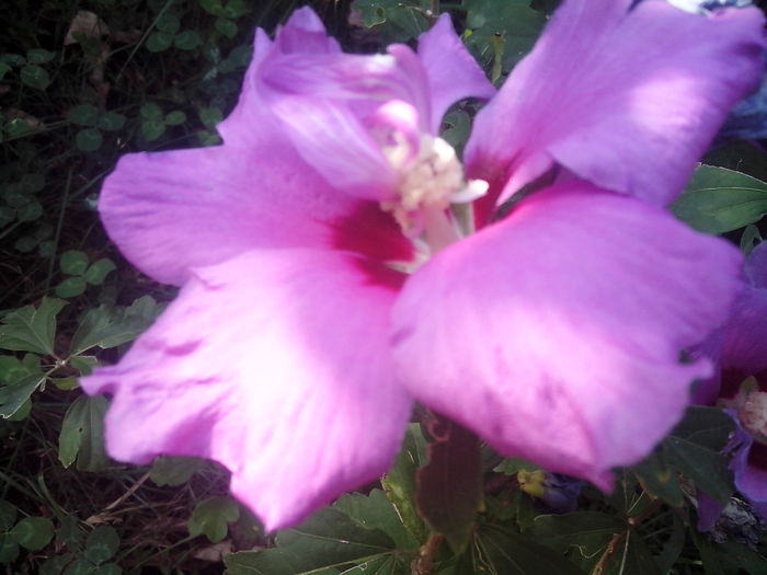 new folder 2 1079 - hibiscusi de gradina