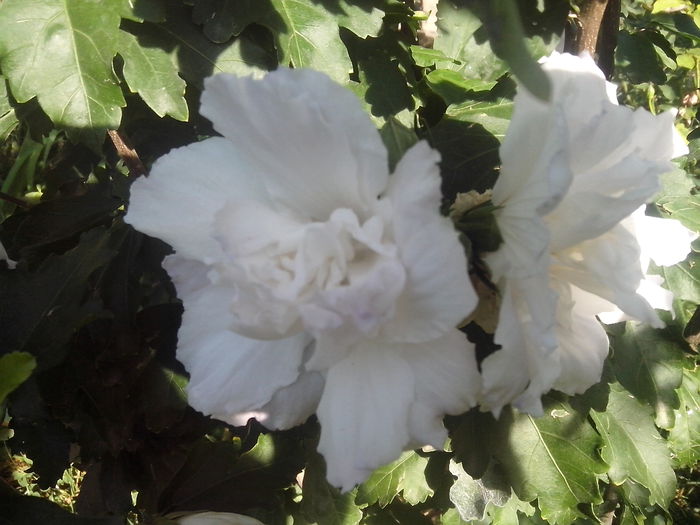 new folder 2 1081 - hibiscusi de gradina