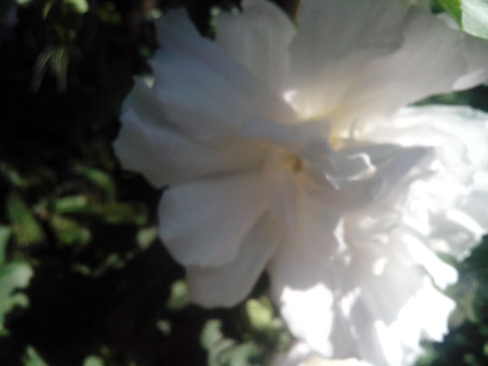 new folder 2 1082 - hibiscusi de gradina