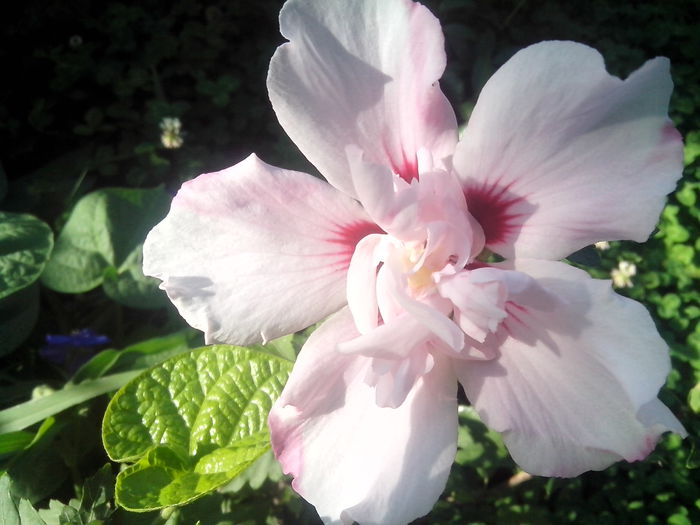 new folder 2 1086 - hibiscusi de gradina