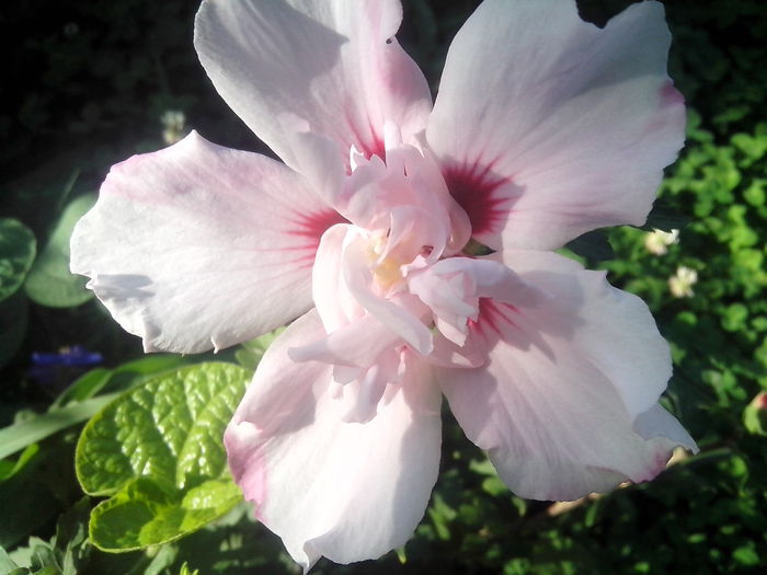 new folder 2 1087 - hibiscusi de gradina