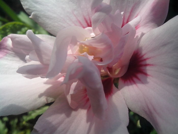 new folder 2 1089 - hibiscusi de gradina