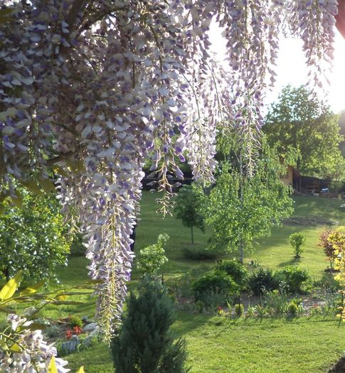 Glicina-Wisteria Sinensis -17