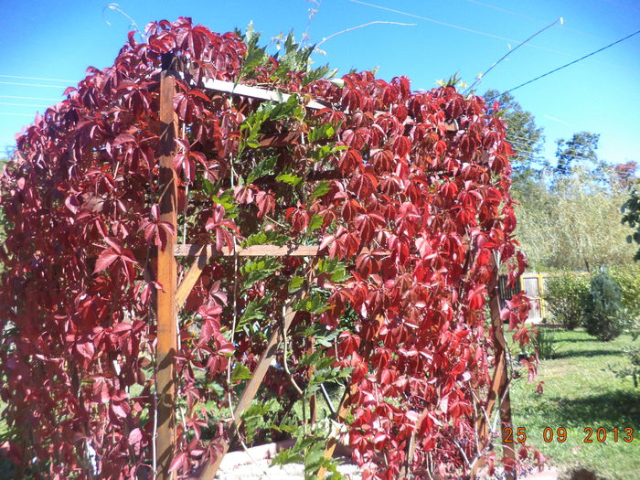 Vita canadiana-Parthenocissus quinquefolia -17 - Plante cataratoare