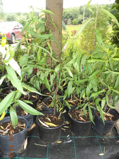 Salcie creata-Salix matsudana tortuosa -9; Inaltime: 80cm-90cm
