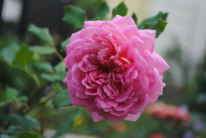 Jubilee Celebration - Trandafiri si  clematite II