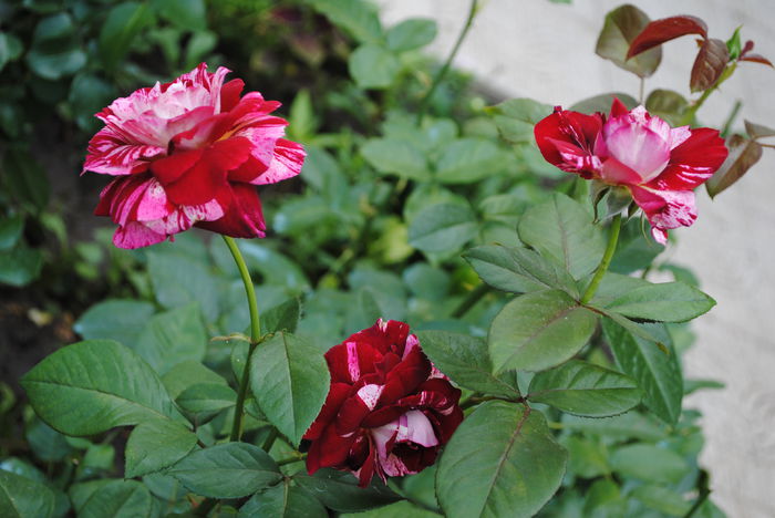  - Trandafiri si  clematite II