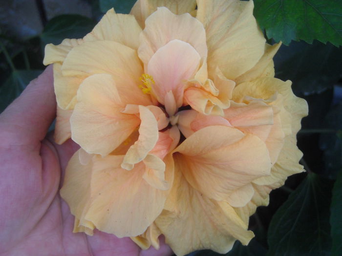  - 0 Zambetul florilor