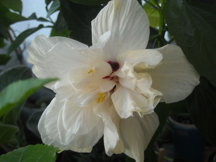  - 0 Zambetul florilor