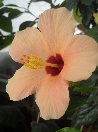 Lastar inflorit in apa - 0 Zambetul florilor