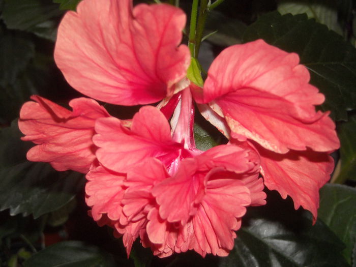  - 0 Zambetul florilor