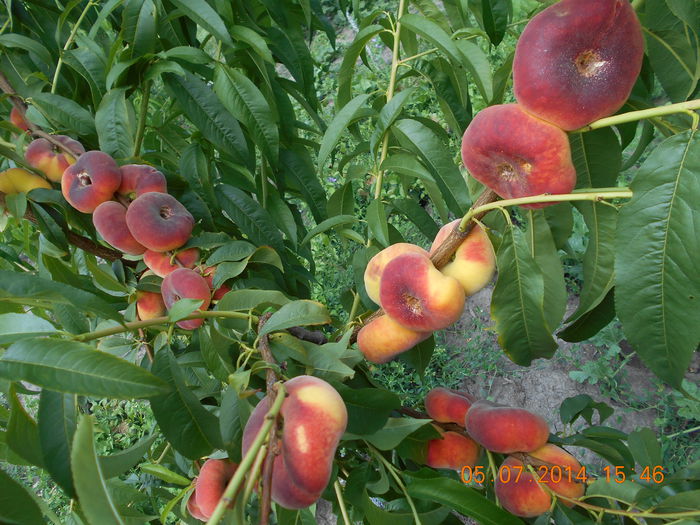 piersic plat FLORIN - pulpa galbena - Piersici si nectarine PLATE