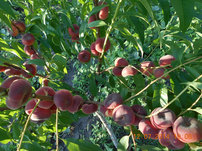 piersic plat FILIP - pulpa alba - Piersici si nectarine PLATE