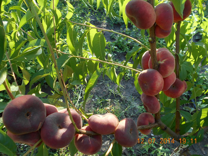 FILIP - Piersici si nectarine PLATE