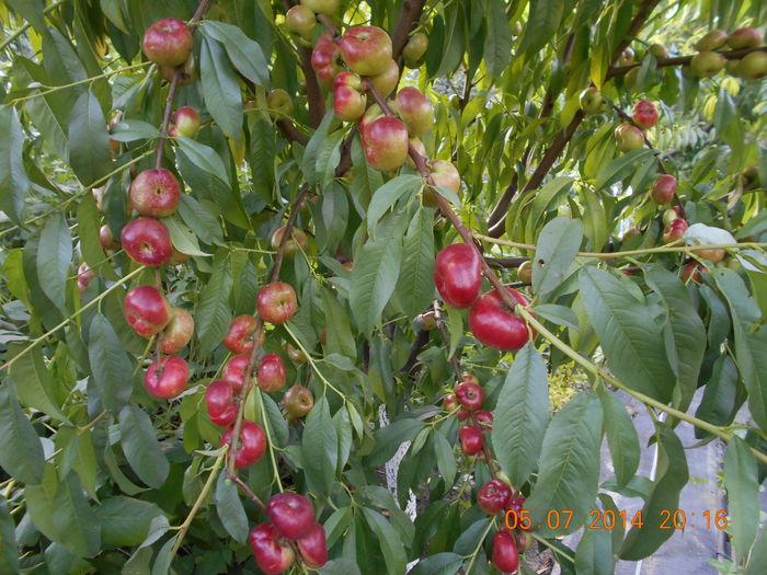 nectarin plat LIANA - pulpa alba - Piersici si nectarine PLATE