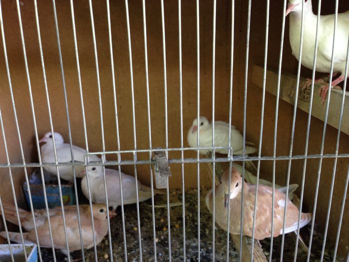 image - turturele pui