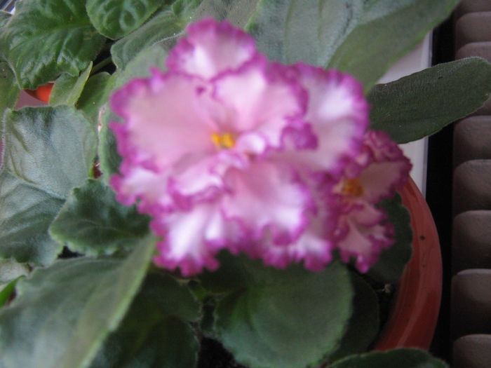 Picture My plants 501