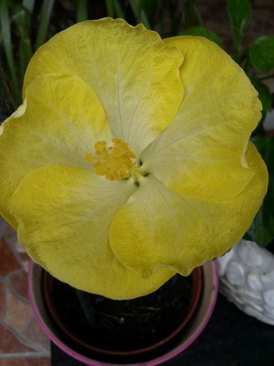 20140729_151351 - hibiscusi