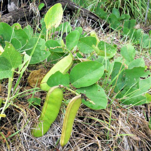 Canavalia rosea - ao-alte seminte rare