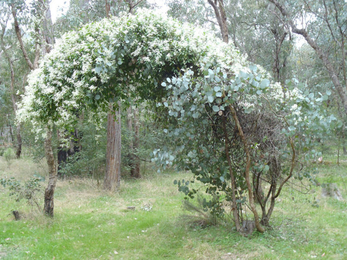 Clematis aristata