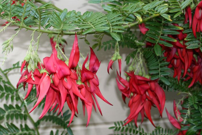 Clianthus puniceus roseus