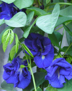 Clitoria ternatea 'double blue'