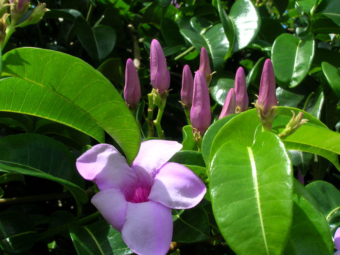Cryptostegia grandiflora - ao-alte seminte rare