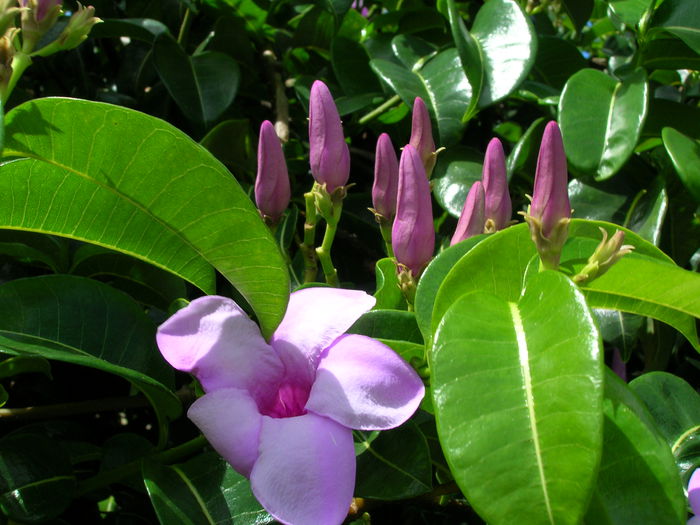 Cryptostegia grandiflora