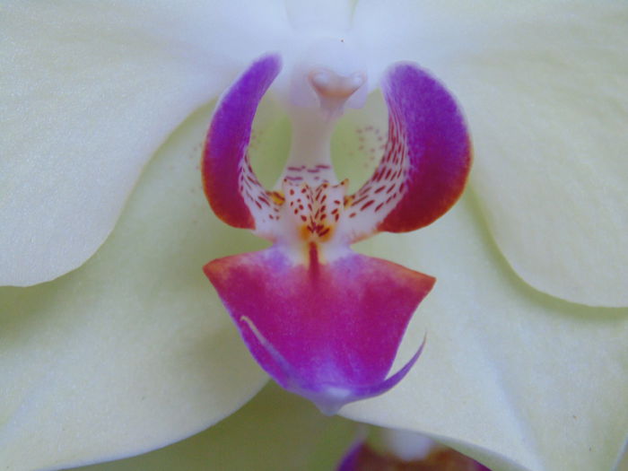 DSC05028 - Orhidee 2014