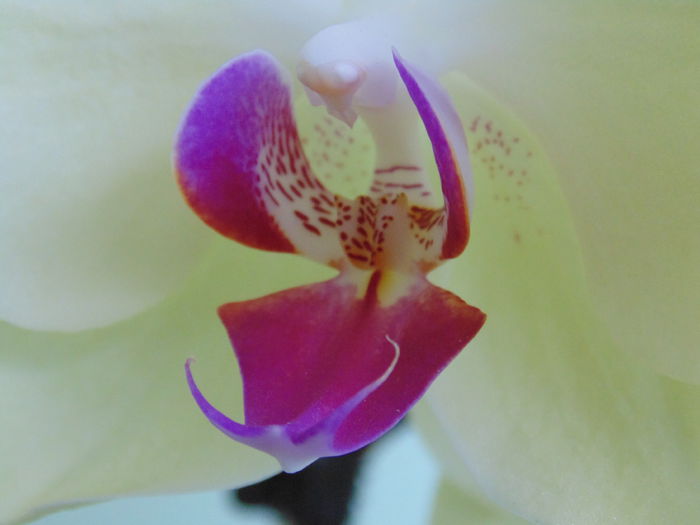 DSC05030 - Orhidee 2014