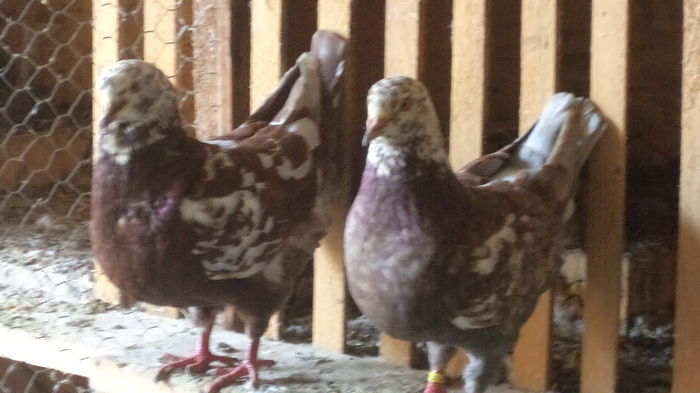 PER.MATCA 2014 - categoria grea  King  Strasser ARHIVA SI CEI ACTUALI