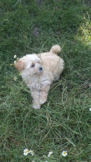 REX la o luna - PAZNICI CREDINCIOSI LA DATORIE