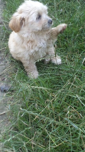 REX - PAZNICI CREDINCIOSI LA DATORIE