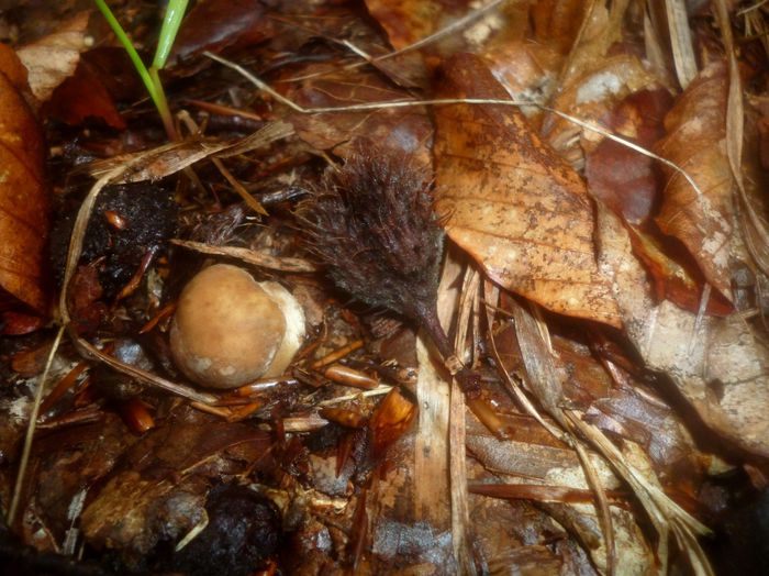 Un boletus edulis in devenire... - Foto--peisaje_animale