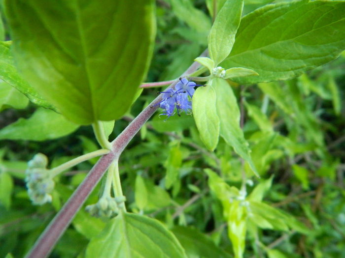 Floare caryopteris - IULIE 2014