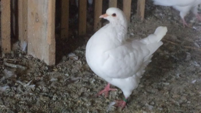 DSC05588 - categoria grea  King  Strasser ARHIVA SI CEI ACTUALI