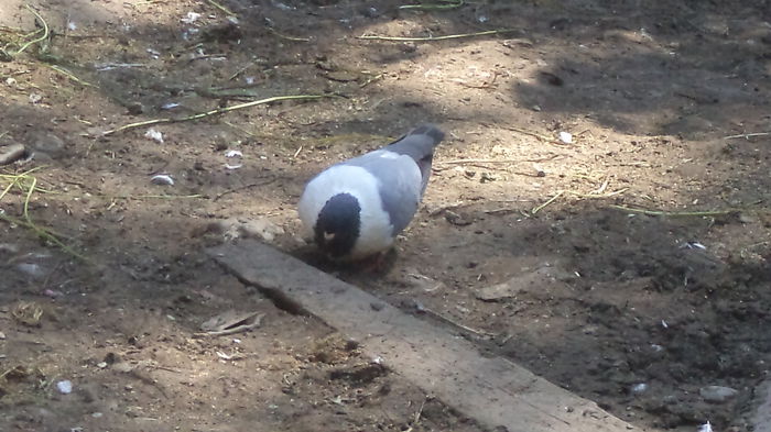 mascul - categoria grea  King  Strasser ARHIVA SI CEI ACTUALI