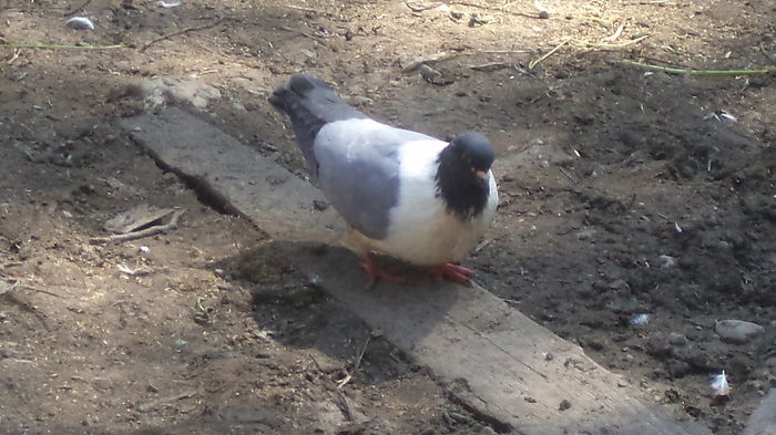 DSC05647 - categoria grea  King  Strasser ARHIVA SI CEI ACTUALI