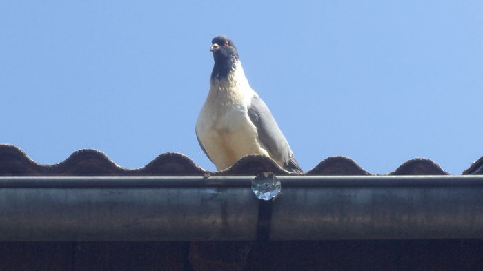 DSC05649 - categoria grea  King  Strasser ARHIVA SI CEI ACTUALI