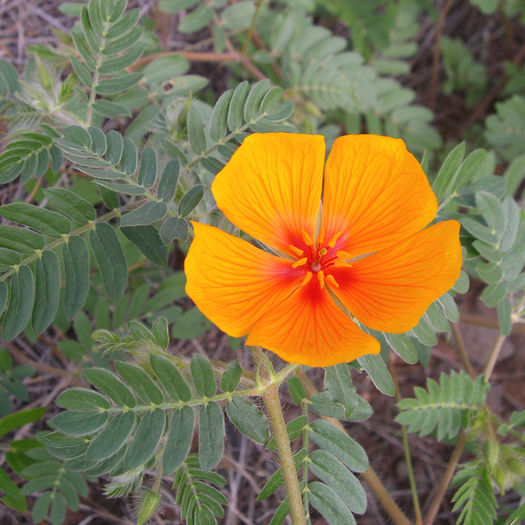 Kallstroemia grandiflora