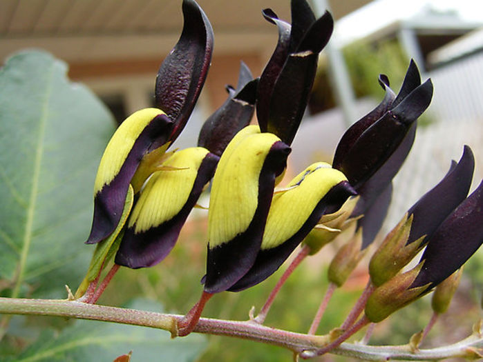 Kennedia nigricans