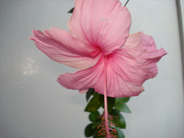 Dainty Pink - HIBISCUS 2014
