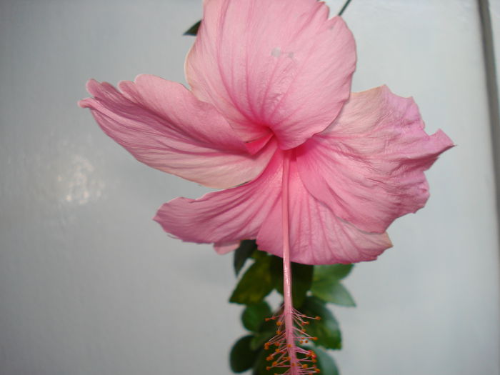 Dainty Pink