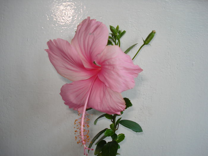 Dainty Pink - HIBISCUS 2014