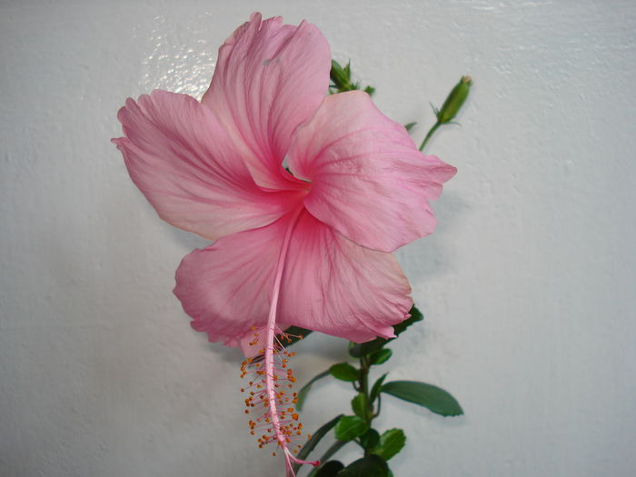 Dainty Pink - HIBISCUS 2014