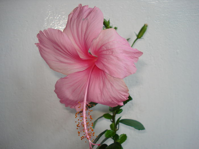 Dainty Pink