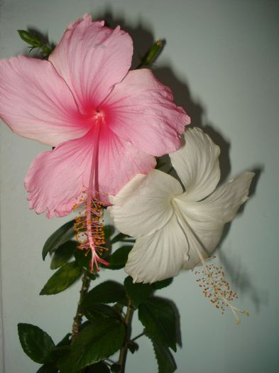 DSC09272 - HIBISCUS 2014