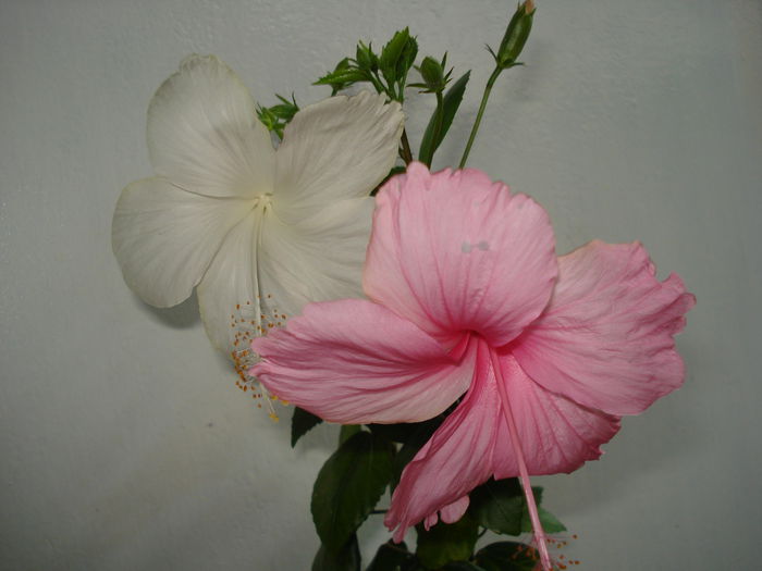 DSC09273 - HIBISCUS 2014