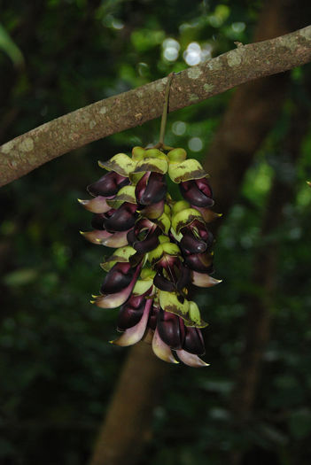 Mucuna macrocarpa - ao-alte seminte rare